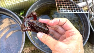 アメリカザリガニの飼育方法を考えなおす