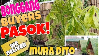 Bentahan ng Murang Indoor and Outdoor Plants in SILANG Cavite (Gem's Garden) #plants  #houseplants