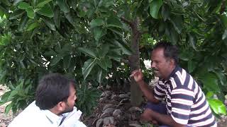 Butterfruit/indian's best butterfruit /organicfarming