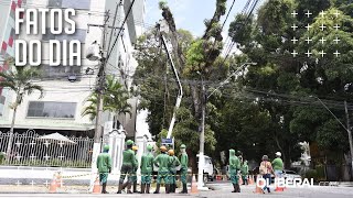 Entenda como será o plano emergencial de supressão e manutenção de árvores no centro de Belém