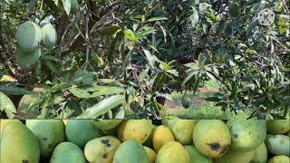 మామిడి తోటలో మామిడి పండ్లు || mango farm || variety of mangoes 🍋🥭🍋