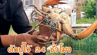 เก็บกู้ลอบดักปูEP.28🚣🦀#crab #ธรรมชาติ #จับปู #อาหารทะเล #ปู #วิถีชาวเล #fishing #bigcrab #กุ้งขาว