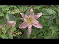 立てば芍薬 座れば牡丹 歩く姿は百合の花.mp4