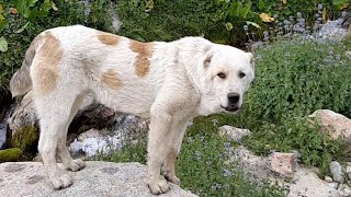 Хисори қойлар жайловда Ажойиб манзара Гусфандойи Хисори Айлоқда жайлов Канаск 2021