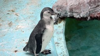 高知の偉人「さかもと」「いわさき」･･･ペンギンのヒナの名前に