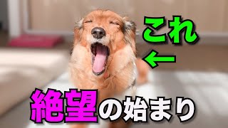 【要注意】犬が飼い主を嫌いになり始めた時に見せる仕草