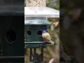 Male Painted Bunting #malepaintingpunting #bunting #paintedbunting #birds #birdvideos #beautifulbird