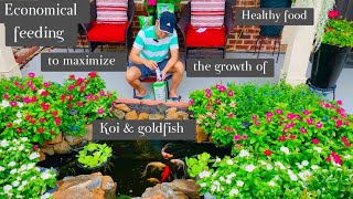 What to Feed Goldfish in Summer | Goldfish Feeding