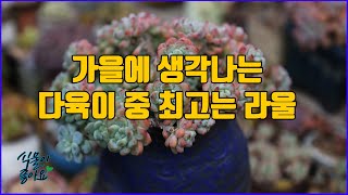 가을에는 꼭 키워봐야 하는 다육이 라울 넌 최고다