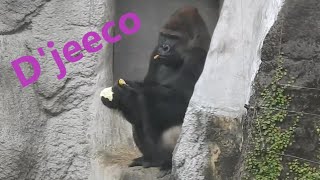 D'jeeco吃。Jabali 咬茭白筍 20211103-1438 金剛猩猩 Taipei Zoo Gorilla