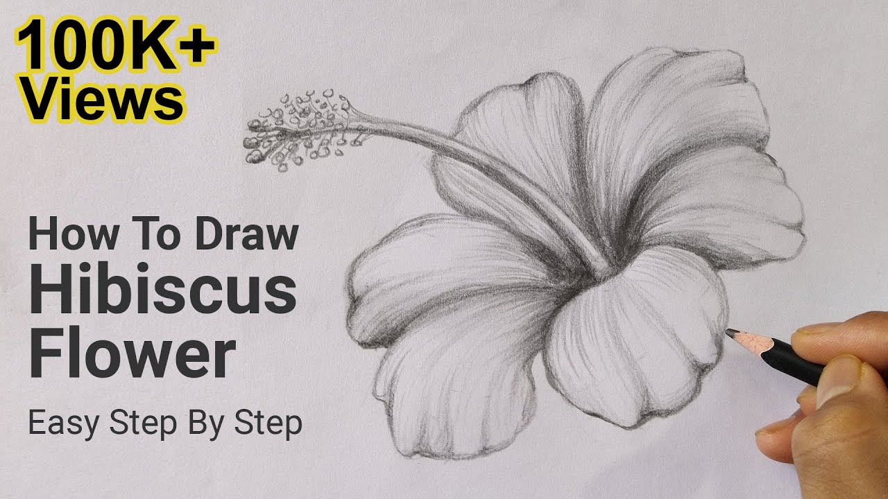 How To Draw Hibiscus Flower Easy Step By Step Infoupdate Org