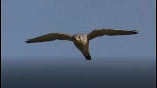 Common kestrel - Faucon crécerelle (Falco tinnunculus)