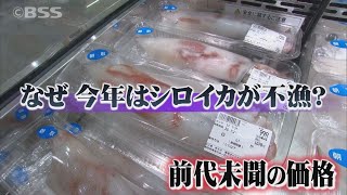 山陰の夏の味覚「シロイカ」に異変！水揚げ絶不調で1000円超えも