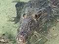 2022 belize crocodile