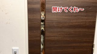 妹が寝てる間にイタズラし放題の猫に密着してみた結果ｗ