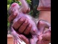 #Monkey #animal #newborn #Love #Comedy #Humor #Duet #funny#Trending #Viral #fyp  #shorts  #funny