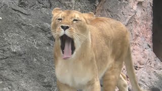 ライオン　ルナちゃん　屋内が気になるご様子です　【東山動物園】Lion Luna-chan Higashiyama Zoo