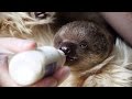 Baby sloth reared by human and stuffed toy