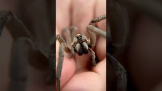 Catching A MASSIVE WOLF SPIDER! #spider #spiders #arachnid