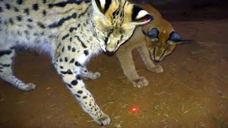 Which African BIG & Small Cats Play With Laser Light Toys? | Cheetah Leopard Lion Caracal Serval