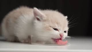 Cat ASMR | Munchkin kitten eating steak