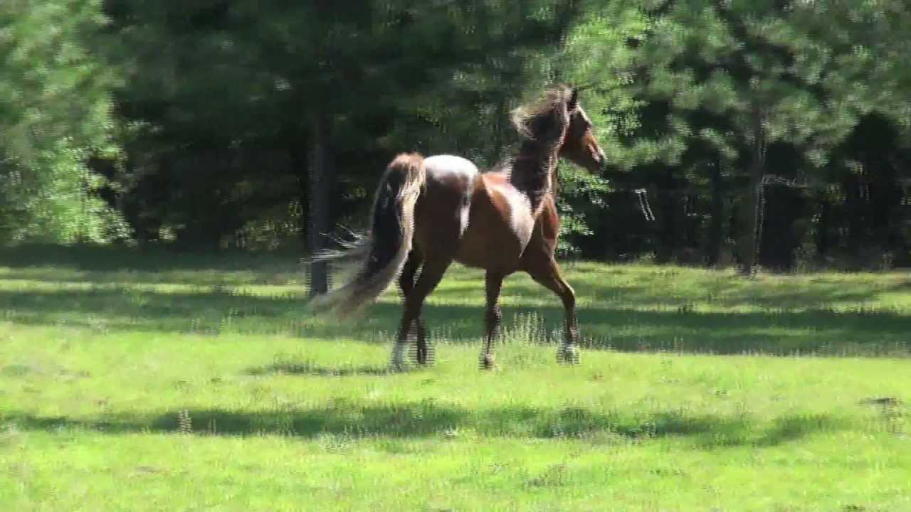 Pennwood Washington - Welsh Section B Stallion For Sale - YouTube