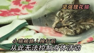 小猫被坏人挨打后，从此无法控制身体活动，坚强的狸花猫