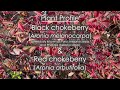 Aronia (Chokeberry) Plant Profile