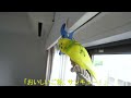 ロープの上でお喋りするセキセイインコのチャッピー　chappie the budgie is chatting on the rope