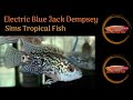 Sims Tropical Fish - Electric Blue Jack Dempsey