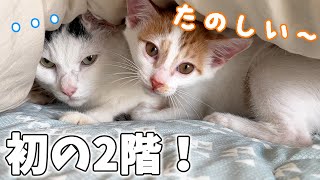 子猫が2階デビューしたらこうなりました！ｗ