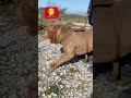 korkunÇ ses İÇİn bİzİ affedİn kangallar 😂 americanbully dog pocketbully kangal köpek