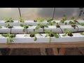 Growing Hydroponic Lettuce - Keeping it Simple