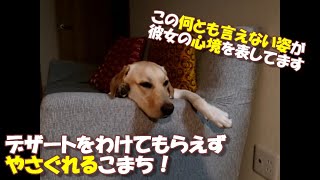 デザートをわけてもらえずふてくされるラブラドールレトリーバー【こまちの日常動画】