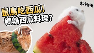 鼠鳥寵萌吃西瓜!小飛機穿時尚西瓜裝!鵪鶉會吃西瓜嗎?【許伯簡芝】