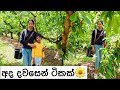 අද දවසෙන් ටිකක්🌼Day in my life🌼Sinhala vlog New Zealand🌼