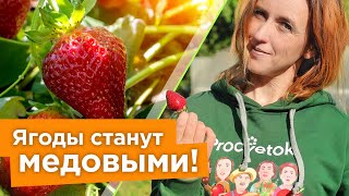 ПОЛЕЙТЕ ЭТИМ КЛУБНИКУ В ИЮНЕ ДЛЯ НАЛИВА И СЛАДОСТИ!