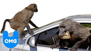 Clever Baboons Attack Cars