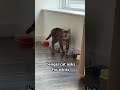 fox the bengal cat asks for a kiss 😘