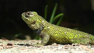 Green spiny stock lizard