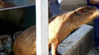 カピバラの温泉＆エサやりガイド（いしかわ動物園）