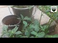 how to grow solanum nigrum manathakkali plant _ black nightshade spinach