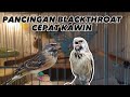 100% Langsung Kawin‼️‼️suara pancingan blackthroat kawin #trending #masterburung