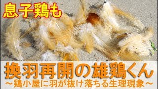 換羽再開の雄鶏くん～ニワトリ小屋に羽毛がたくさん抜け落ちる生理現象～