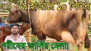 মাত্র ৮৯ হাজার টাকায় ১০ কেজী দুধের গাভী। কেনা দাম থেকে ৪ হাজার টাকা লাভে গাভী।জার্সির মেলা!KRISHI TV