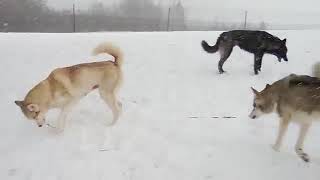 SIBERIAN HUSKY Dogs and SEPPALA SIBERIAN SLED Dogs