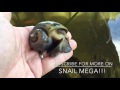 mega snail apple snail