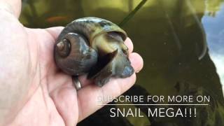 Mega Snail!! - Apple Snail