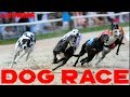 Download Amazing Dogs Race in Saudi Arabia In Mp4 3Gp Full HD Video