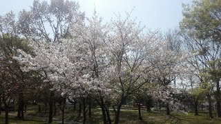 葛飾を歩む桜公園後編